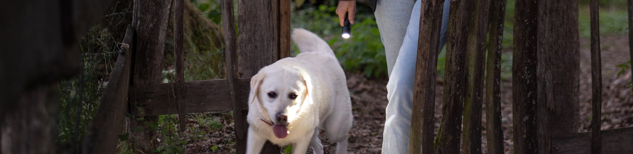 Evening Walks-Ledlenser USA